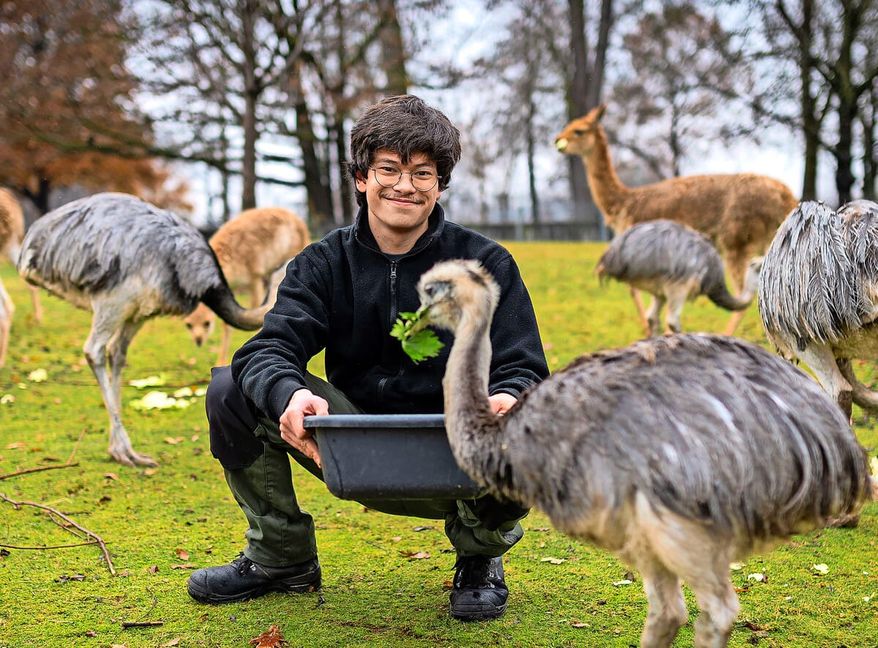 Der Tierpfleger Shai-Jan Eiselen in der Wilhelma umgeben von Nandus und Vikunias auf der Südamerika-Anlage.