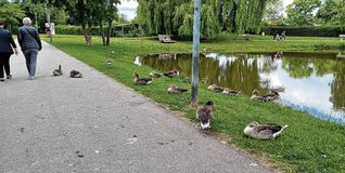Die Gänse am Sindelfinger Goldbachsee hinterlassen deutliche Spuren auf den Wegen.