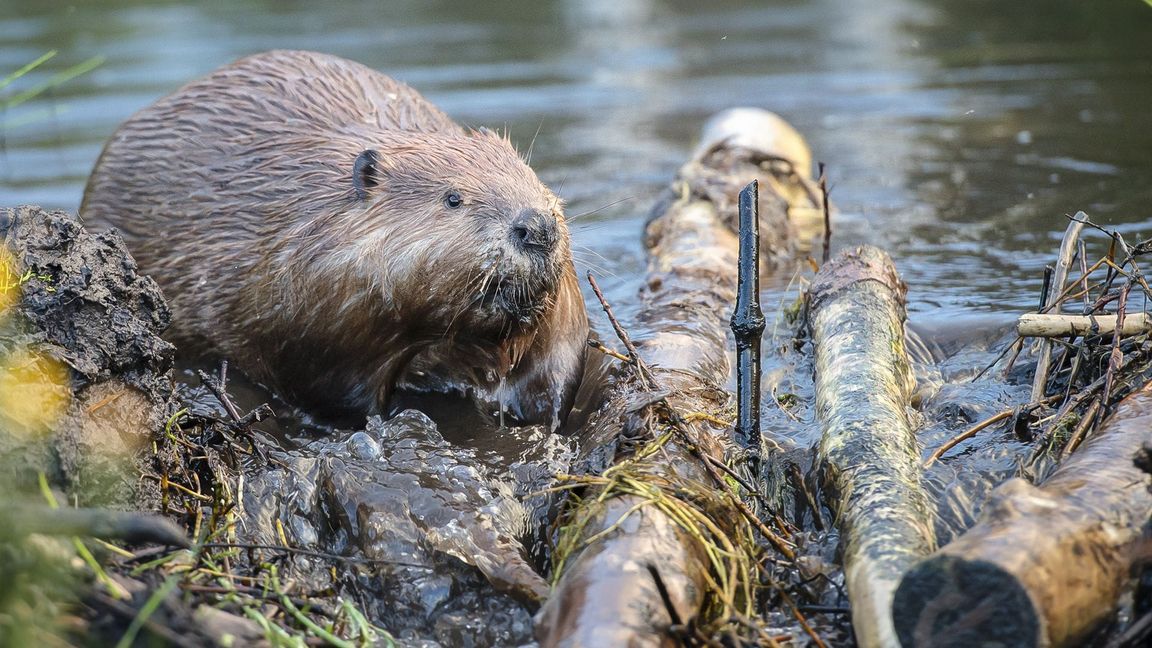 Im Südwesten leben wieder rund 11 500 Biber – jetzt sollen Problemtiere schneller und pragmatischer abgeschossen werden können.