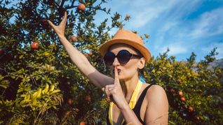 Großangelegter Obstdiebstahl ist zwar eher die Ausnahme, doch für die Betriebe ist der Schaden immens.