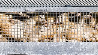 Geflügel muss im Stall bleiben