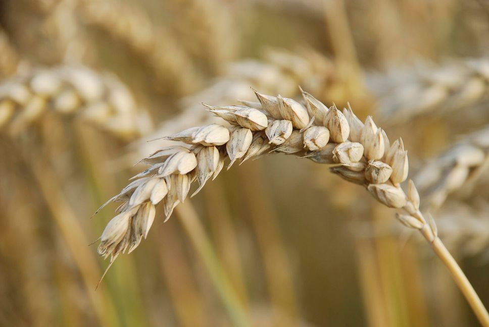 Weltweit begehrt und teuer bezahlt: Weizen. Bild: Jung