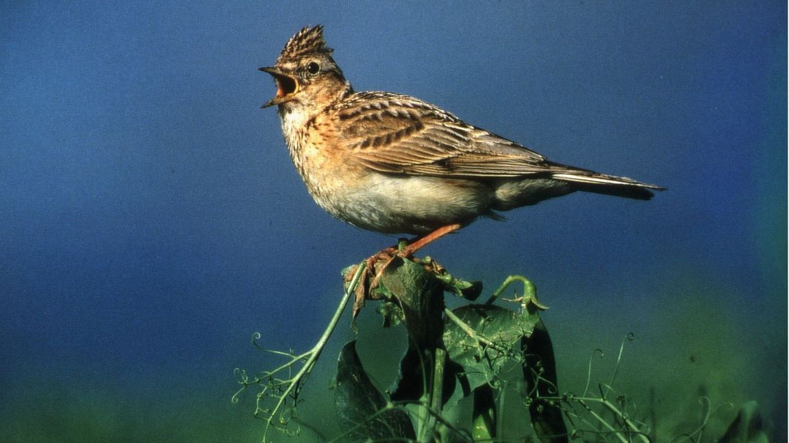 Extensiv genutzte Äcker und neue Blumenwiesen: mit diesen Maßnahmen soll auch der Bestand der Feldlerche in Böbingen stabilisiert werden.