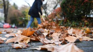 Laubhaufen sind nicht nur Abfall: Heruntergefallenes Laub bietet Igeln und anderen kleinen Säugetieren sowie Insekten, Reptilien und Amphibien einen Unterschlupf für Herbst und Winter.