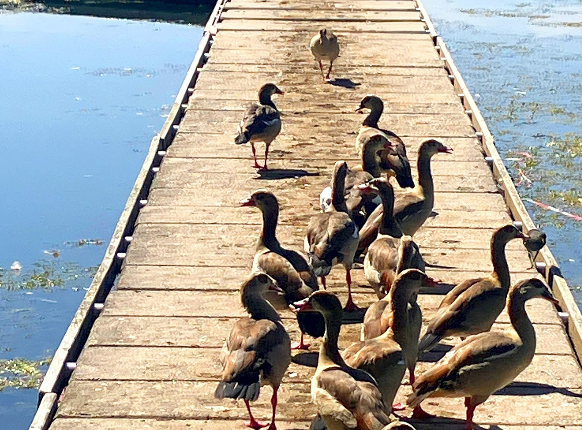 Viele Nilgänse, viel Dreck: die Situation beim Segel-Verein am Max-Eyth-See