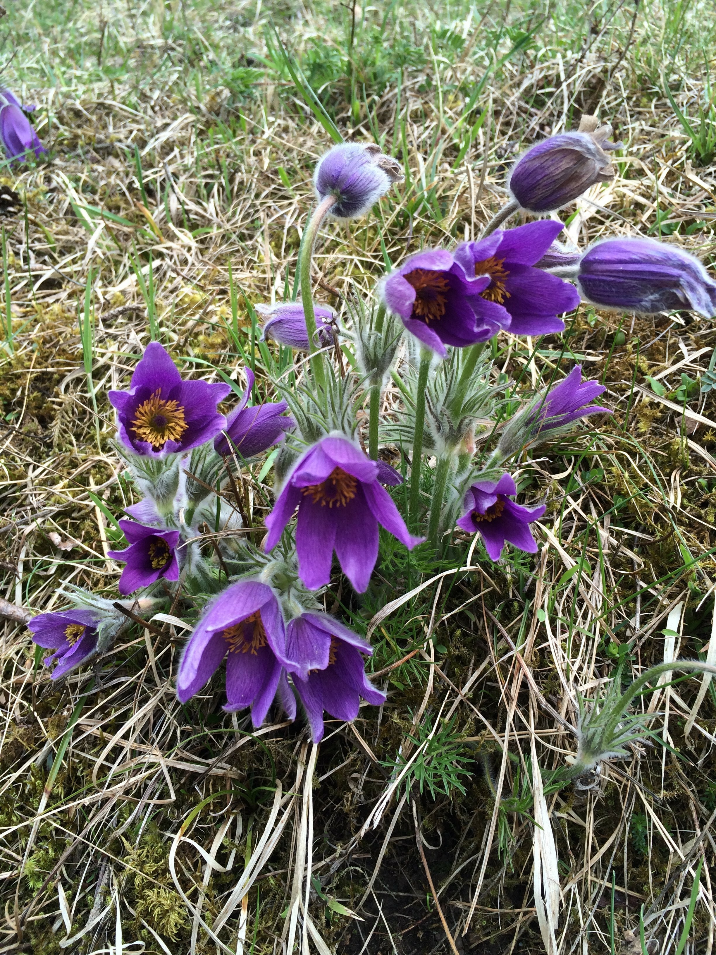 Wenn die Küchenschelle blüht, ist der Frühling im Anmarsch. Bild: z