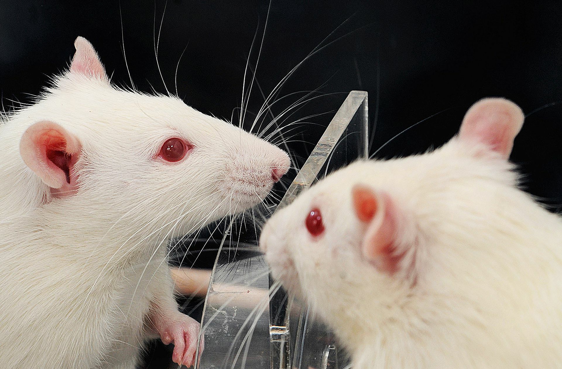 Finden mehrere Ratten einen Artgenossen, der in einer Falle gefangen ist, versuchen sie oft, ihn gemeinsam zu befreien. Doch reagieren einige aus der Gruppe nicht, beeinflusst das auch die anderen