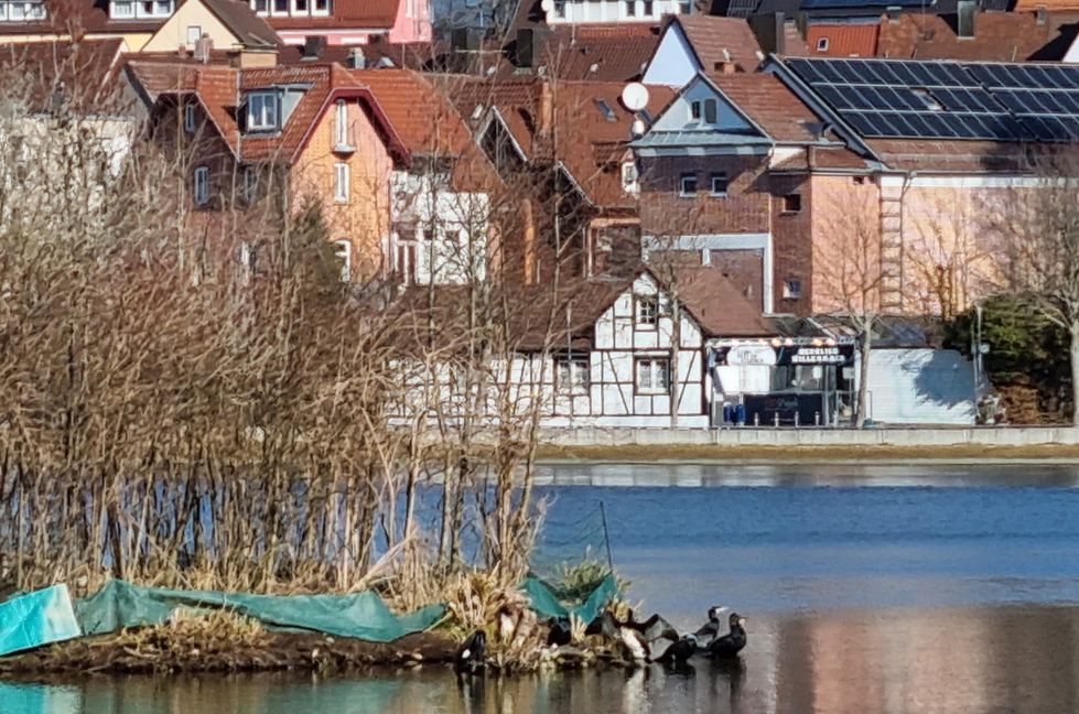 Komorane machen es sich an der Insel im Oberen See gemütlich: