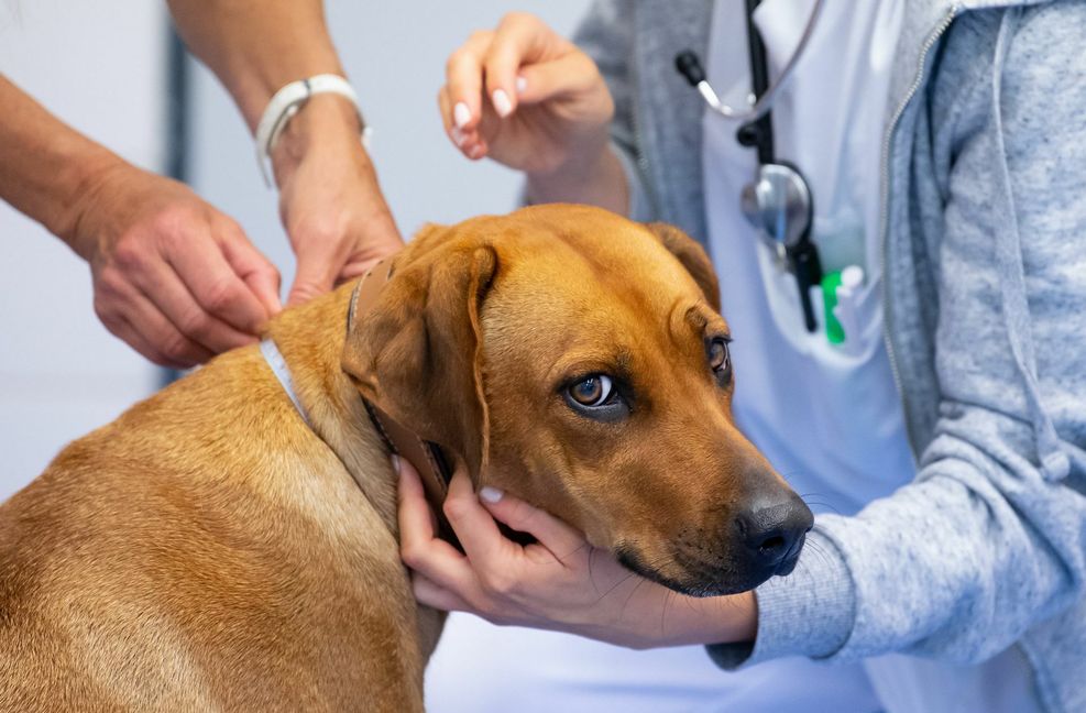 Umsorgt nicht nur den Hund: Tierärzte könnten auch Menschen impfen. Foto: dpa/Sven Hoppe
