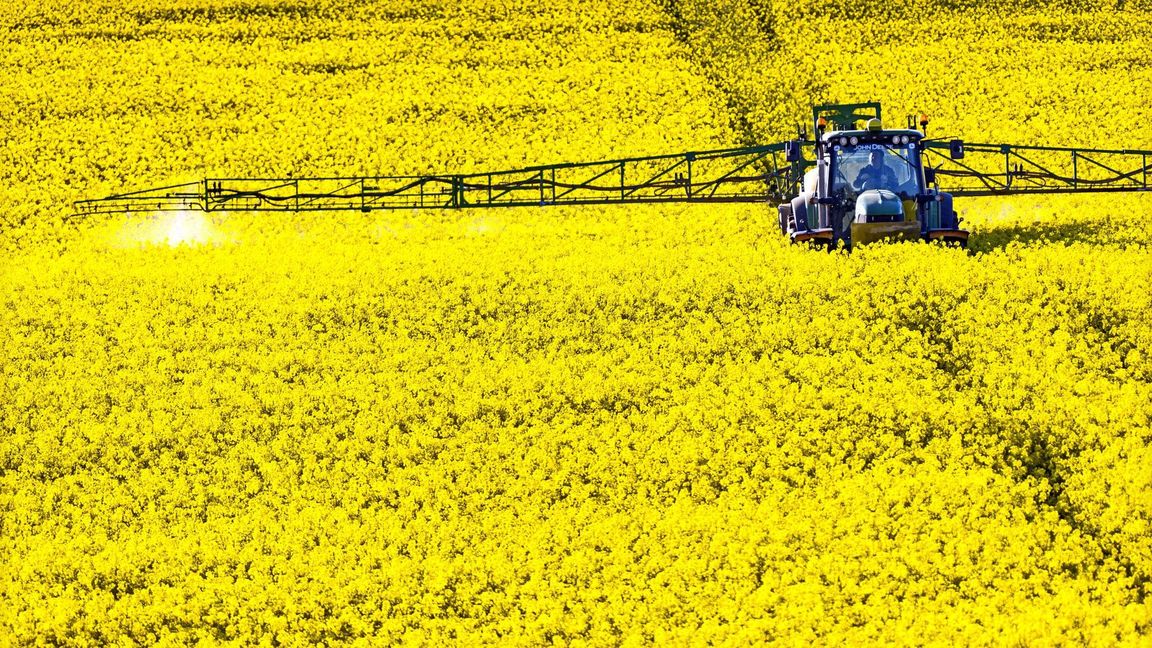 Auch im Raps wird gespritzt.