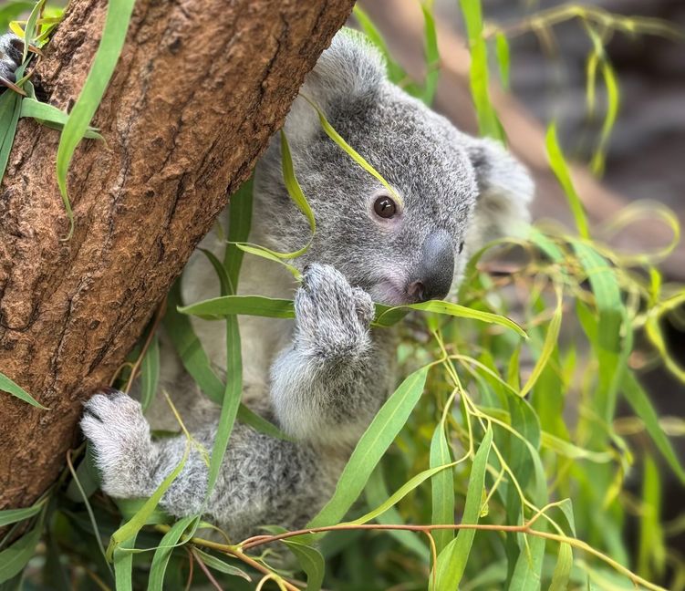 Das von Koala-Dame Auburn zur Welt gebrachte weibliche Jungtier heißt Jimbelung.