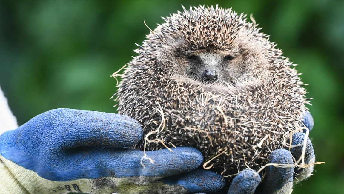 Igel können ganz einfach mit Handschuhen aus dem Wasser geholt werden. Sie können zwar schwimmen – sind aber schnell erschöpft. (Symbolbild)
