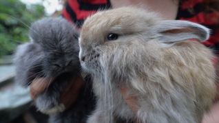 Angorakaninchen sind in Deutschland bedroht (Archivbild).