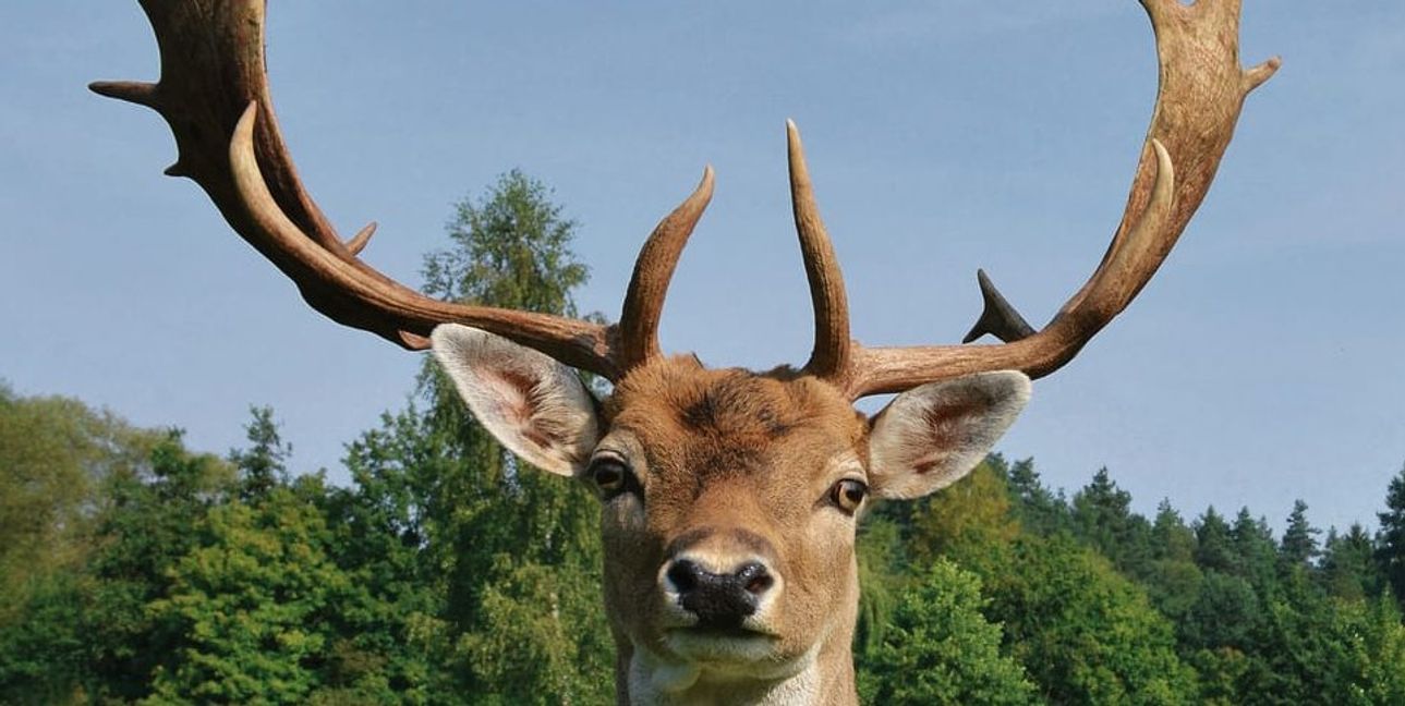 Solche Damhirsche könnten im Sindelfinger Wald einziehen.