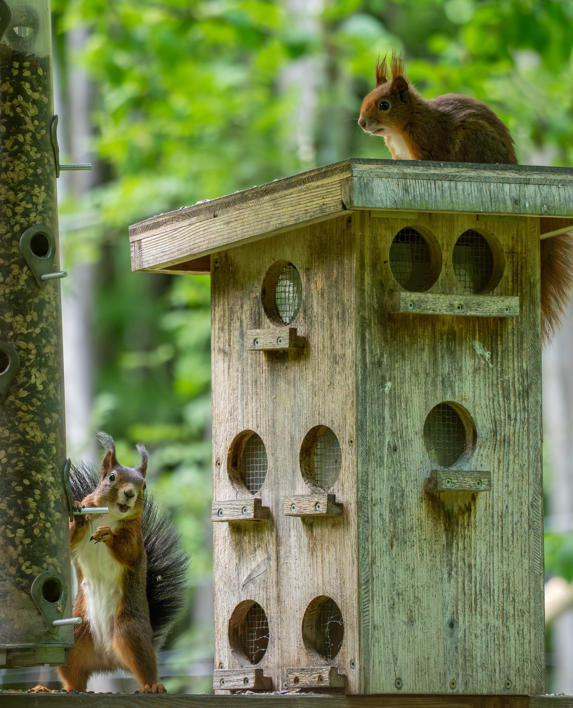 Die Eichhörnchen haben Spaß.