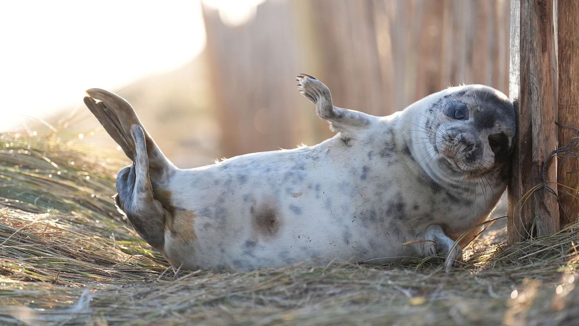 Kegelrobben-Babys sind an ihrem weißen Fell zu erkennen und daher gut aus der Luft zu zählen. (Archivbild)