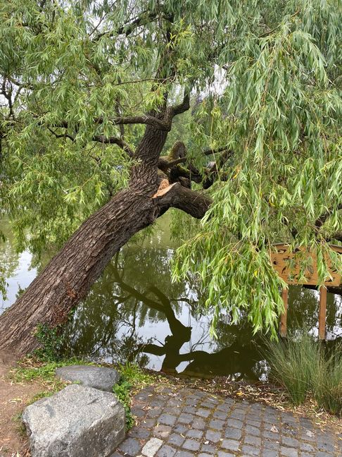 Ein großer Ast der markanten Hängeweide am Ufer des Klostersees ist gebrochen. Bild: z