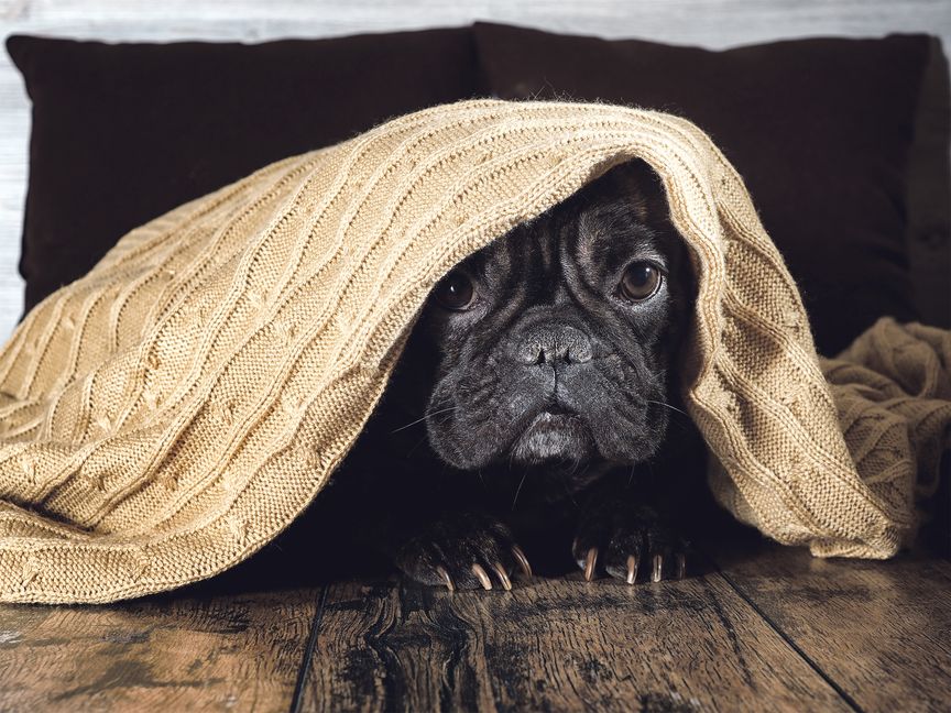 Wenn es blitzt und kracht verkriechen sich die vierbeinigen Lieblinge recht gerne.	Bild: kozorog/Adobe Stock