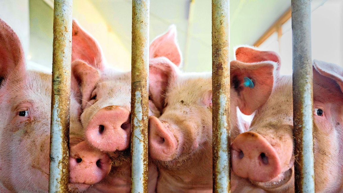 Betriebe, die ihren Schweinen zum Beispiel mehr Auslauf bieten, konnten einen Förderantrag stellen.