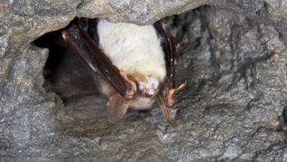 Weißnasenkrankheit bei einer Fledermaus.