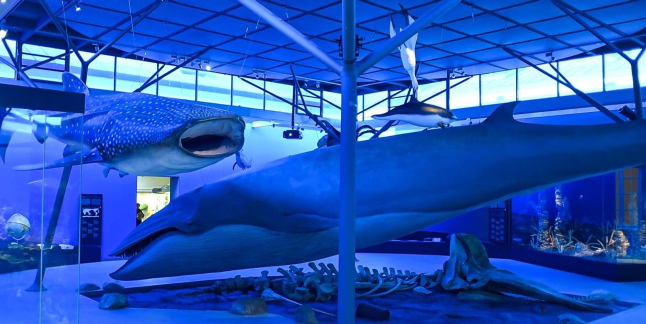 Dinosaurier, Fossilien und Tiere aus aller Welt: Die Sonntagsführungen im Naturkundemuseum Stuttgart laden Familien zu einer spannenden Entdeckungstour ein. Bild: Naturkundemuseum Stuttgart