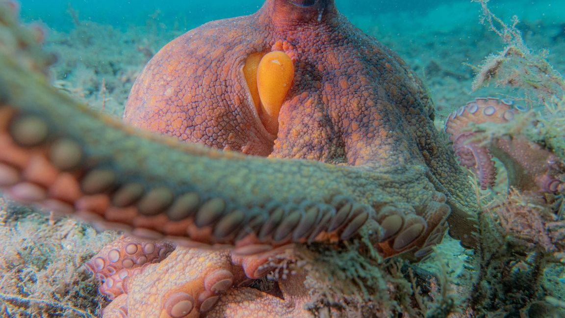 Oktopusse setzen nicht all ihre acht Arme gleichermaßen ein.