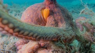 Oktopusse setzen nicht all ihre acht Arme gleichermaßen ein.