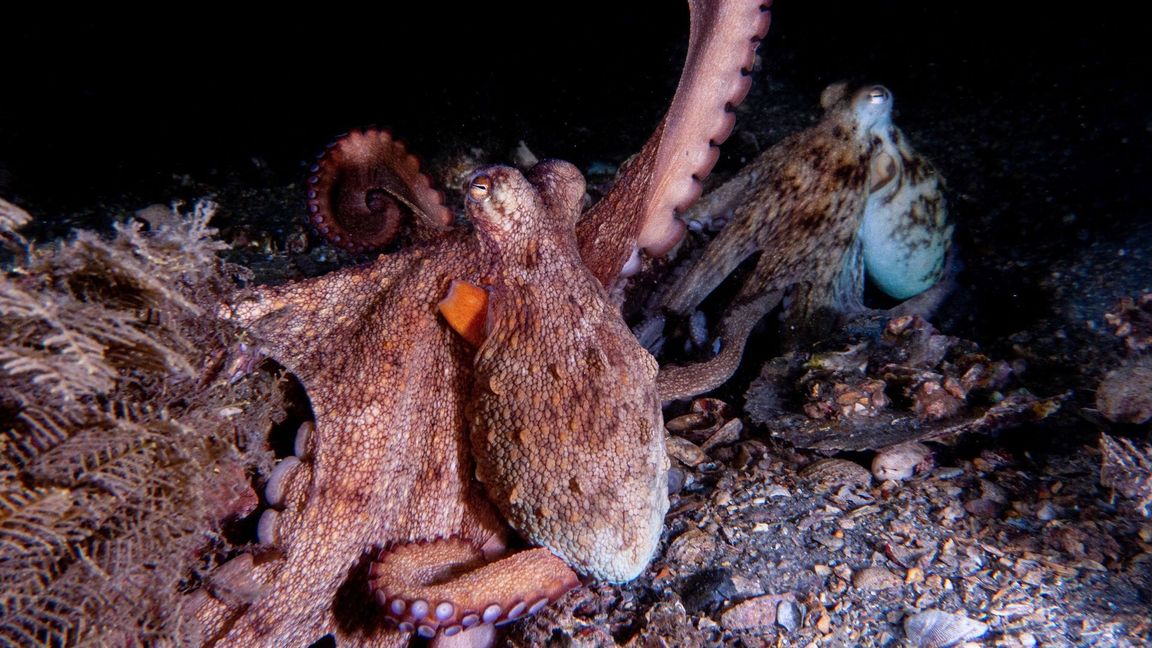 Oktopusse setzen ihre Vorderarme häufiger zum Erkunden ein, die hinteren dagegen eher zur Fortbewegung.