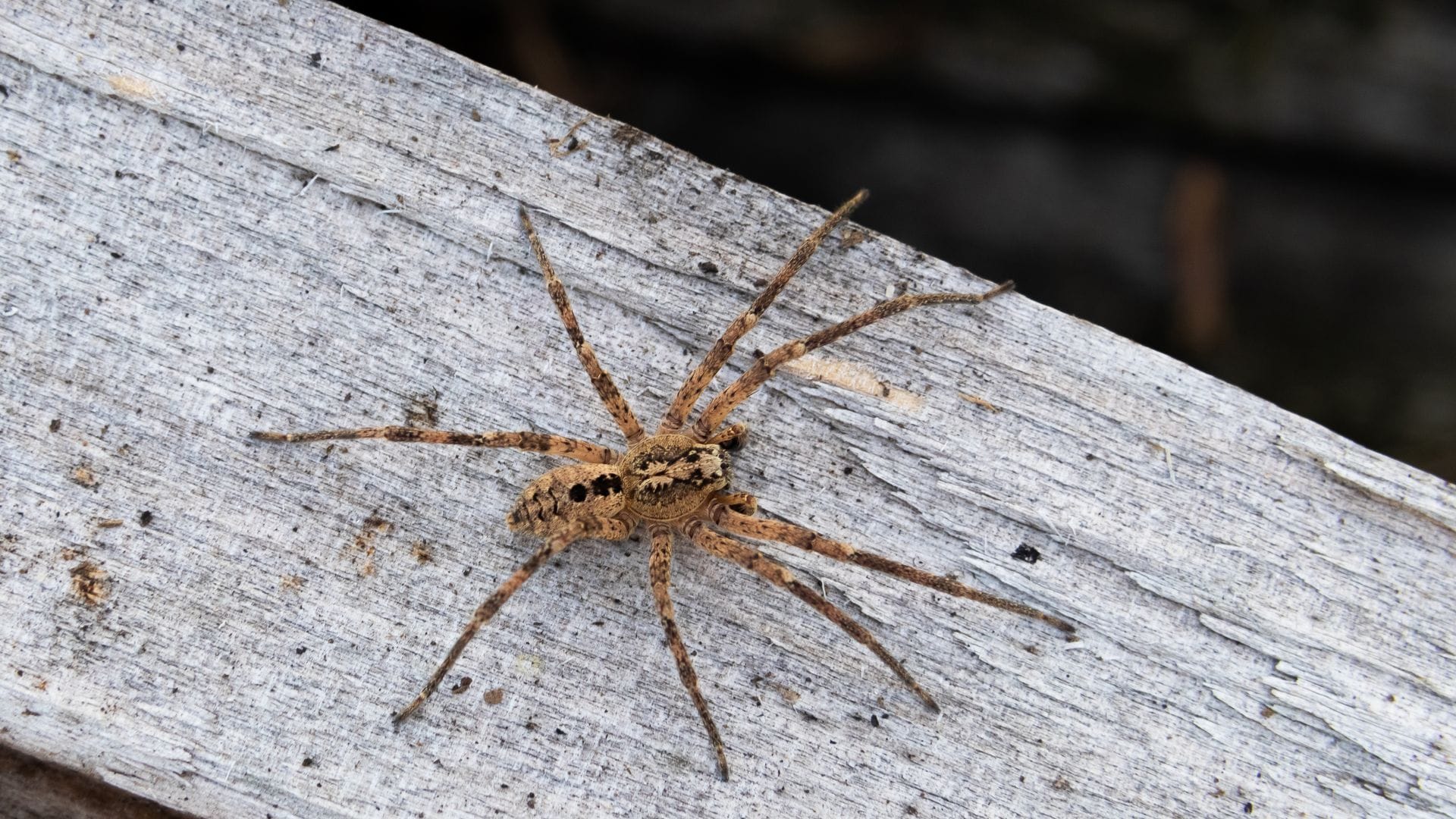 Die Nosferatu-Spinne ist inzwischen in fast ganz Deutschland verbreitet. (Archivbild)
