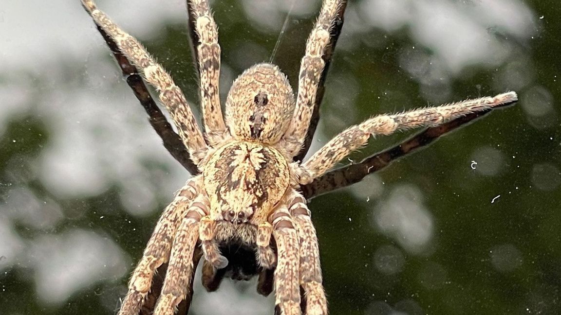 Die Nosferatu-Spinne beißt in Ausnahmefällen. (Archivbild)