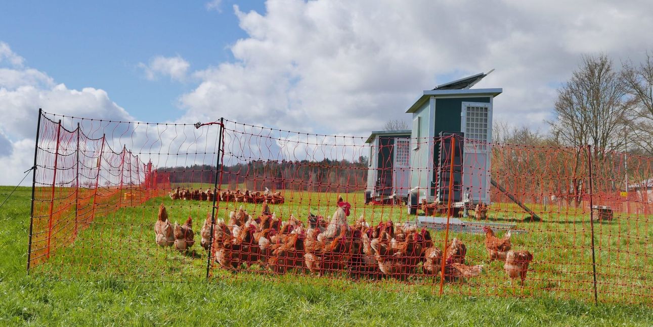 Freillandhaltung - noch müssen die Tiere nicht in die Ställe.
