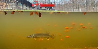 Der im Teichkino ausgesetzte Hecht soll die dort illegal eingesetzten Zierfische dezimieren