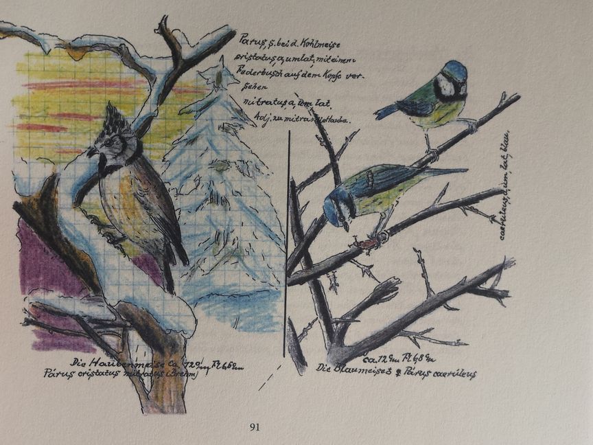 Eine Ansicht aus dem Vogelbuch von Karl Wenzel.    Bild: Nüßle