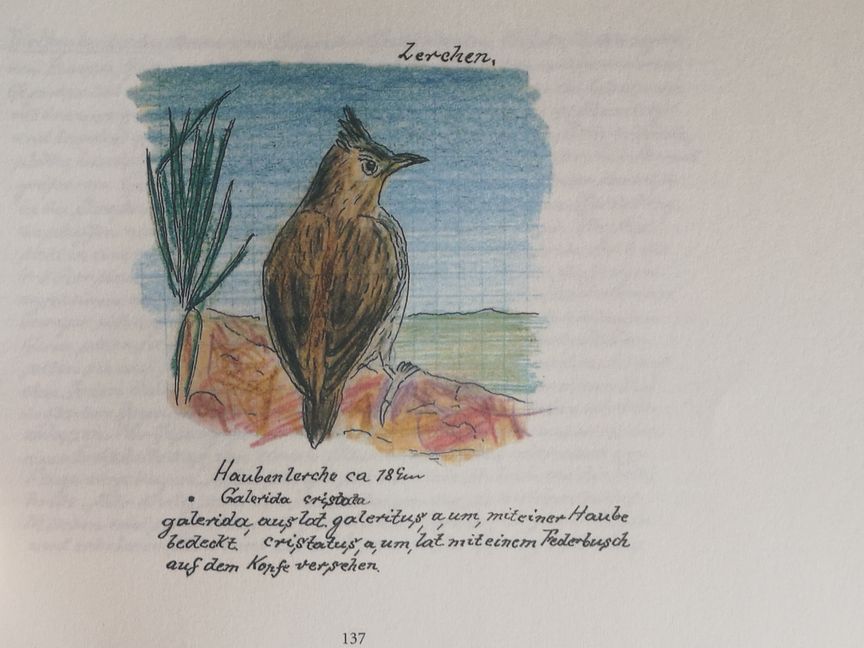 Eine Ansicht aus dem Vogelbuch von Karl Wenzel.    Bild: Nüßle