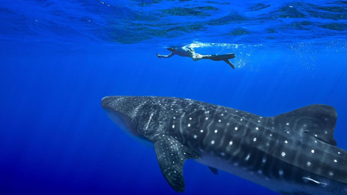 Der Handel mit Walhaien könnte komplett verboten werden. (Archivbild)