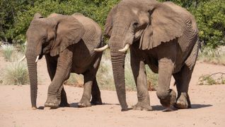 Namibia möchte gerne Elfenbein aus Lagerbeständen verkaufen. (Archivbild)