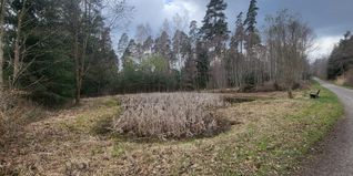 Ein angelegtes Biotop im Sindelfinger Wald: Solche Gewässer entstehen als Ausgleich für Eingriffe in Natur und Landschaft.
