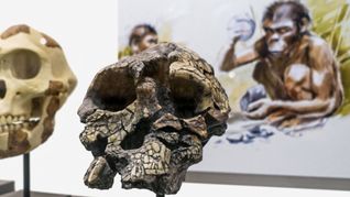 Rekonstruktion des Schädels eines Sahelanthropus tchadensis.