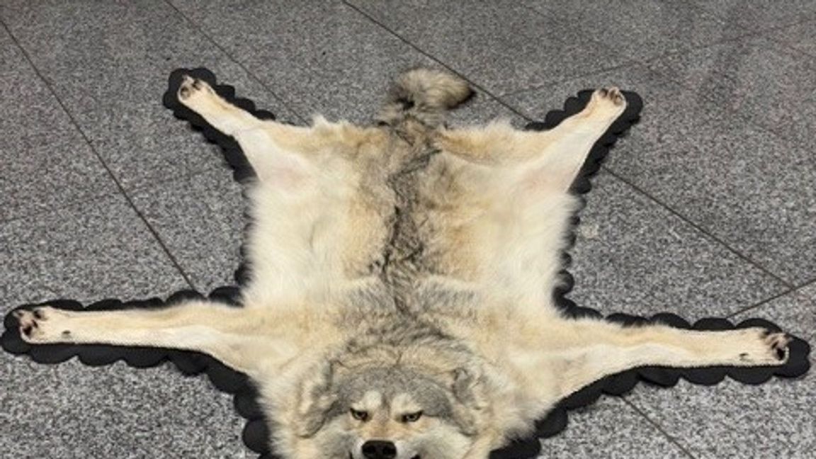 Der Zoll am Frankfurter Flughafen entdeckte ein Wolfsfell im Gepäck eines Reisenden. (Handout)