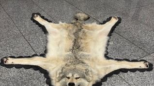 Der Zoll am Frankfurter Flughafen entdeckte ein Wolfsfell im Gepäck eines Reisenden. (Handout)