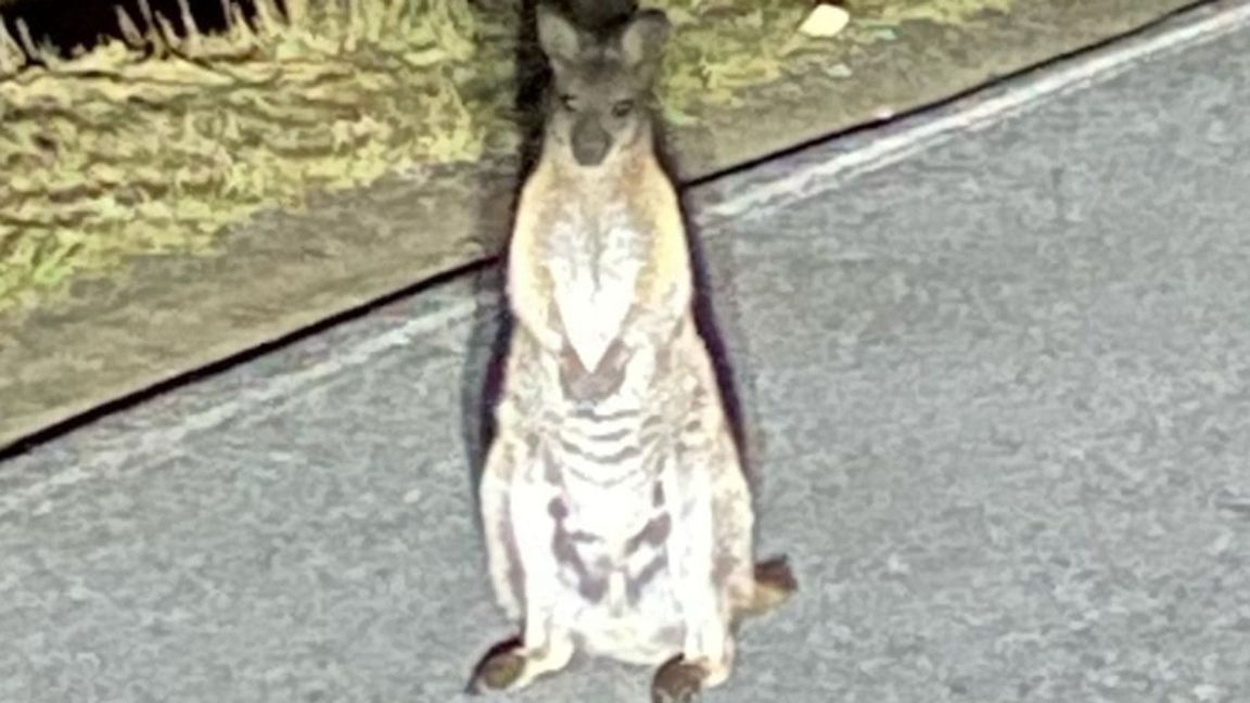 Ein Autofahrer hatte der Polizei am 10. März ein Handyfoto des Kängurus geschickt.