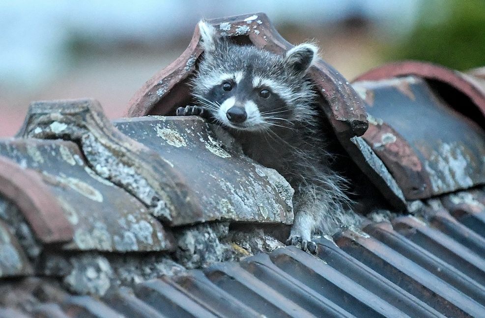 Waschbären machen es sich gerne auf Dachböden gemütlich – und können dort große Schäden anrichten. Foto: dpa/Britta Pedersen
