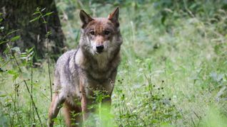 Ein weiterer Wolf ist Stammgast in Baden-Württemberg. (Symbolfoto)