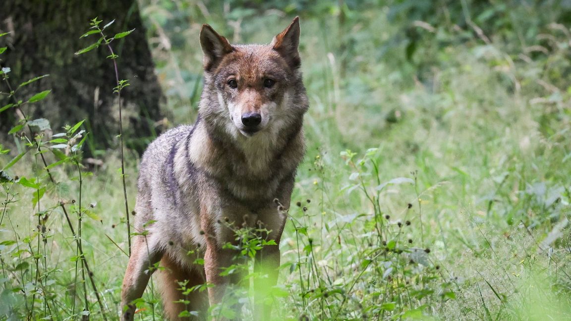Ein weiterer Wolf ist Stammgast in Baden-Württemberg. (Symbolfoto)