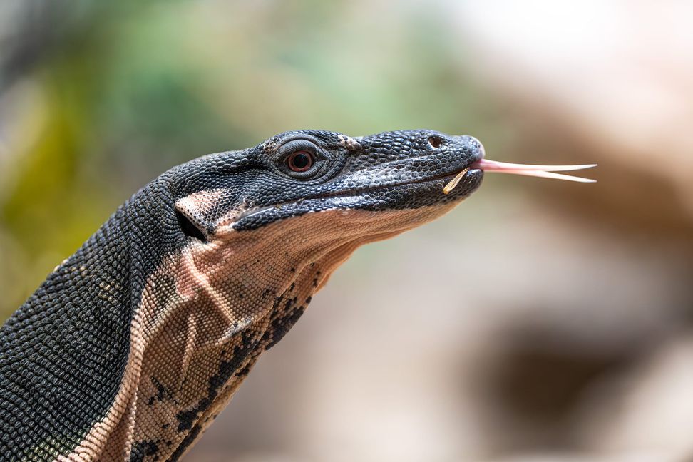 Seit Freitag können in der Wilhelma zwei Buntwarane in ihrem neuen Großterrarium beobachtet werden.