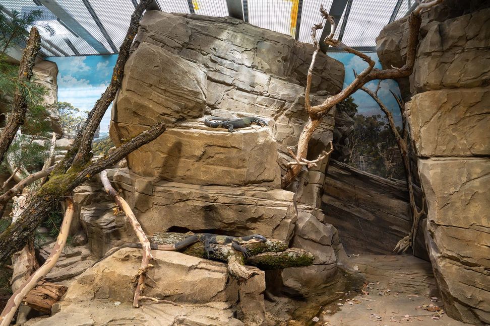 Seit Freitag können in der Wilhelma zwei Buntwarane in ihrem neuen Großterrarium beobachtet werden.