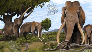 Die europäischen Waldelefanten sind vor rund 35.000 Jahren ausgestorben. Aber ohne die Bejagung durch Vorfahren könnte es sie noch heute bei uns geben.