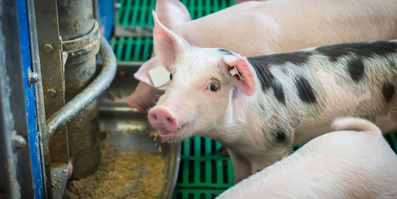 Das Futter wirkt sich auf das Tierwohl aus.