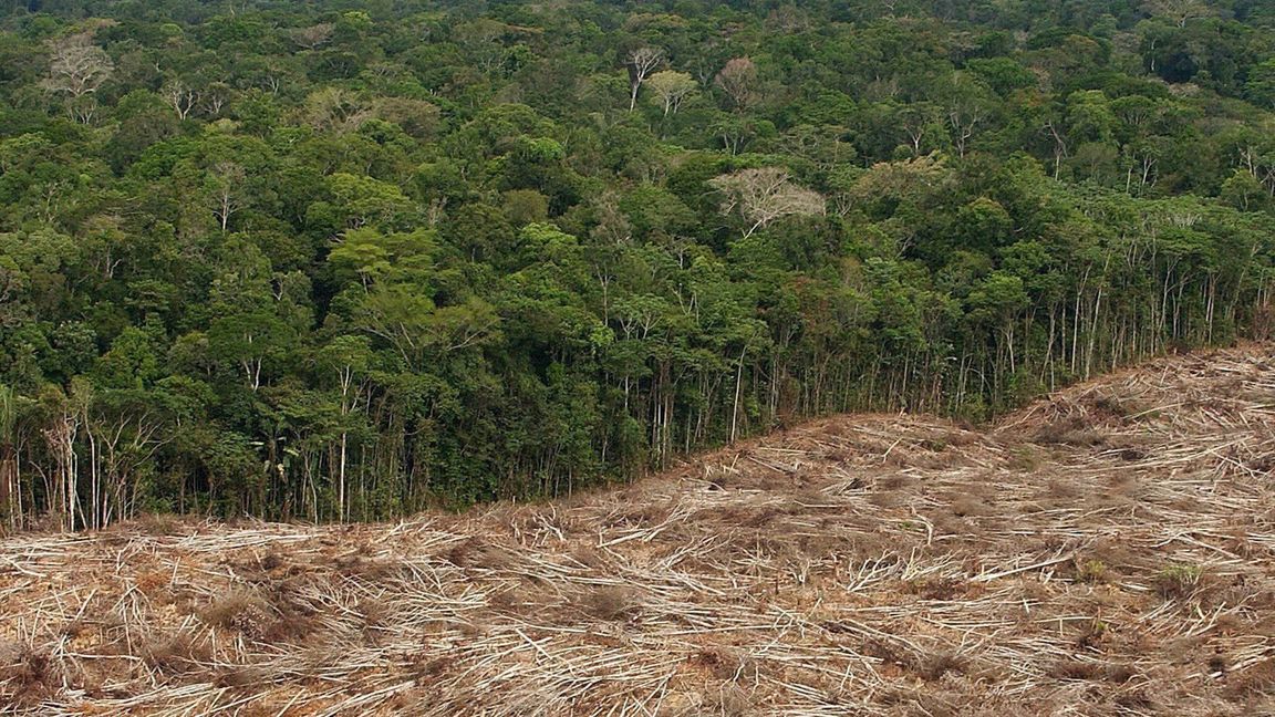 Mit den Stimmen von AfD-Europaabgeordneten haben Anträge einer CDU-Europaabgeordneten für ein weniger strenges EU-Waldschutzrecht eine Mehrheit erhalten (Symbolfoto).