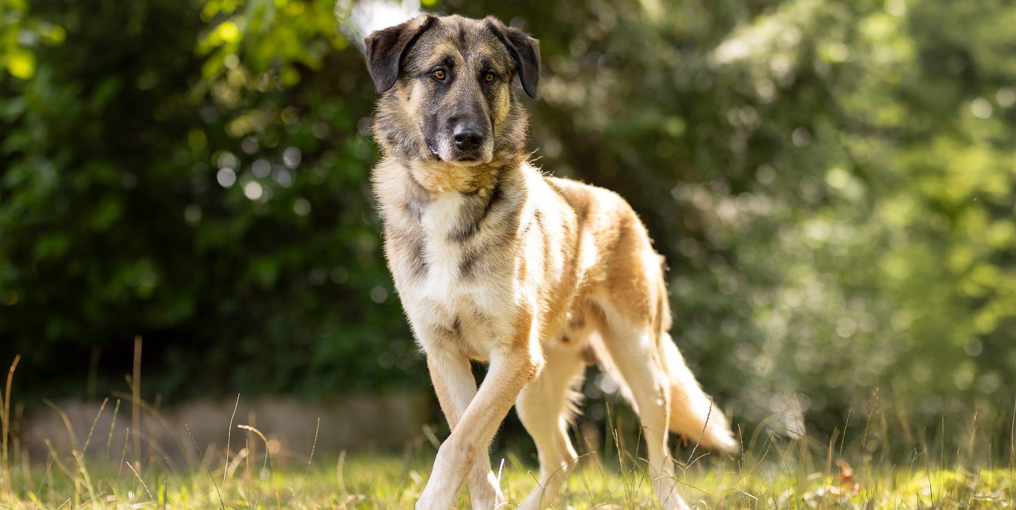 Im Kreistierheim warten derzeit 33 Hunde mit ganz unterschiedlichen Lebensgeschichten auf ihre zweite Chance.
